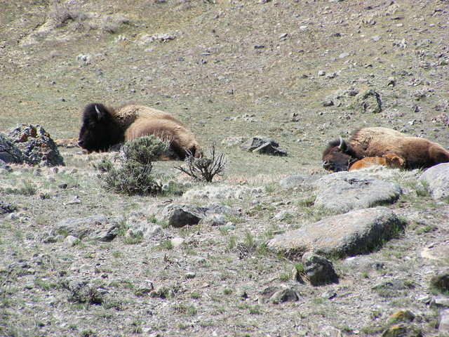 Bison - Yellowstone NP