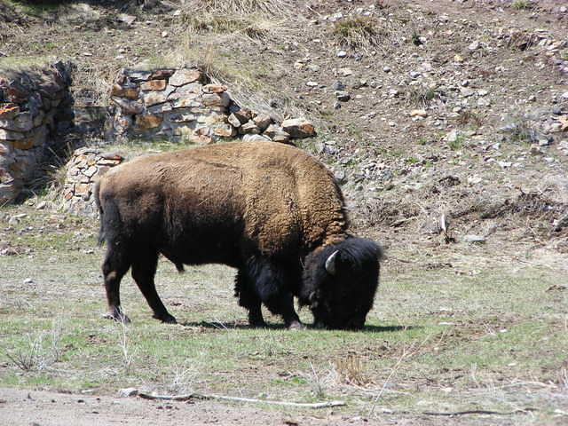 Bison - Yellowstone NP (mighty close too)