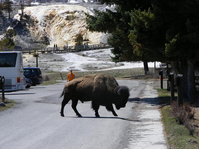 Bison - Yellowstone NP