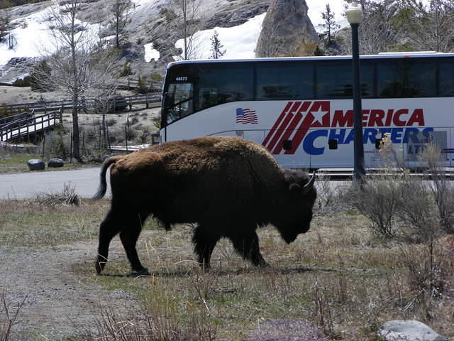 Bison - Yellowstone NP