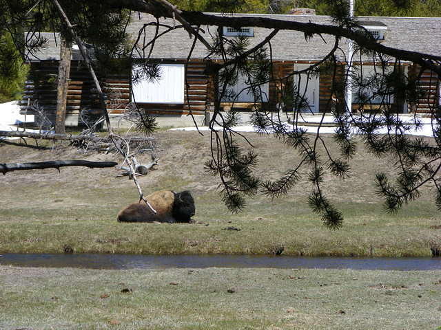 Tired feet! Yellowstone NP