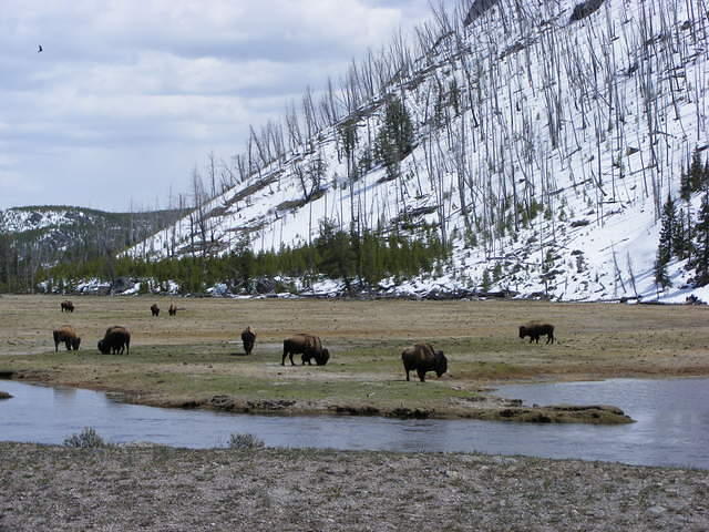 Yellowstone NP