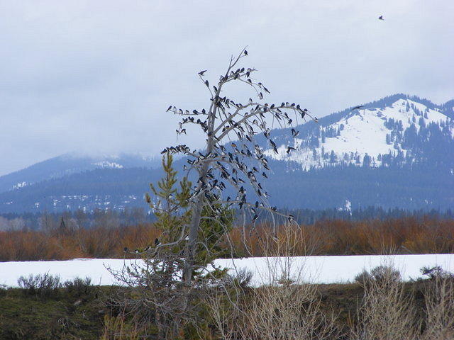 A Tree of Birds - Grand Teton NP