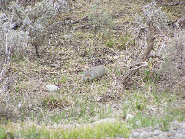 Critter - Grand Teton NP