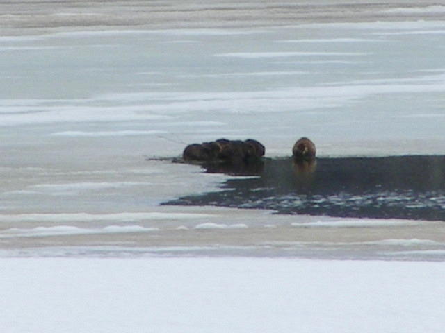 Beavers - Grand Teton NP