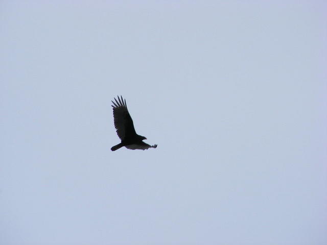 Eagle  - Grand Teton NP