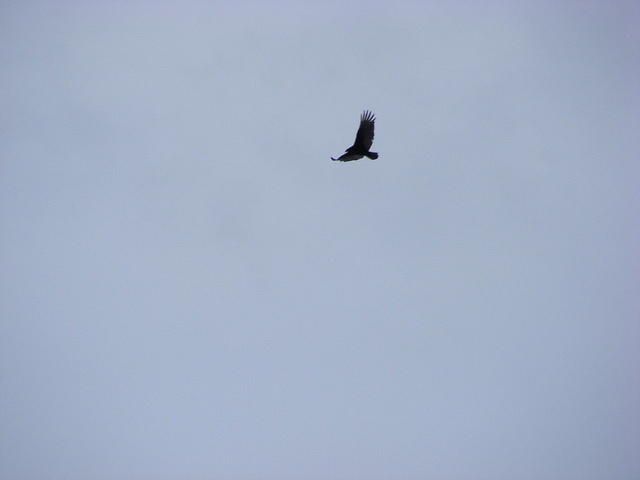 Eagle - Grand Teton NP