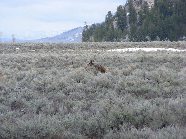 Grazing Moose - Grand Teton NP