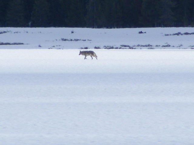 Coyote searching for Breakfast - Grand Teton NP