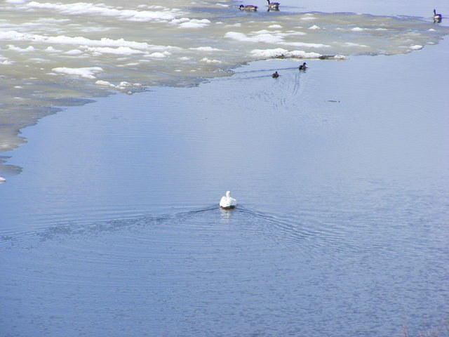 Pelican - Grand Teton NP