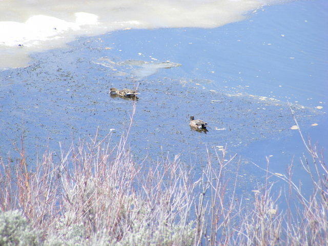 Ducks - Grand Teton NP