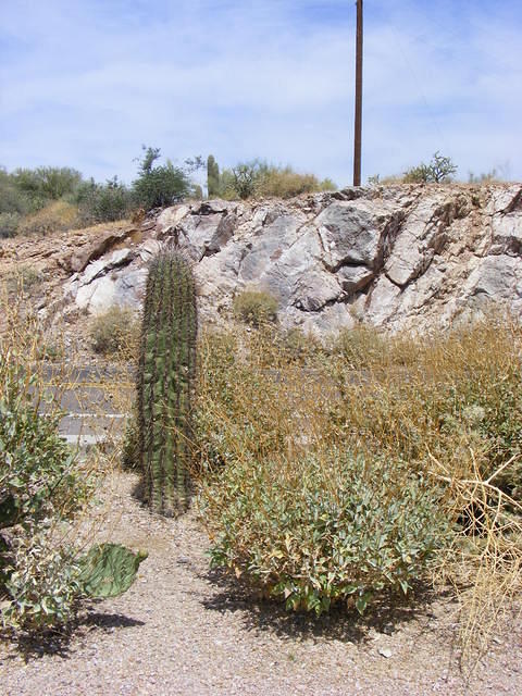 Cactus - Superstition Mountains