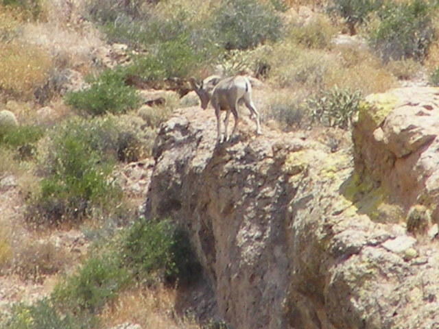 Big Horn Sheep -  Canyon Lake, AZ