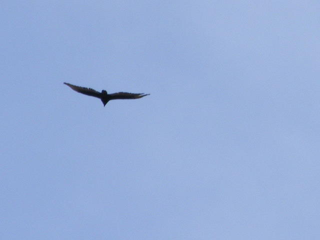 Turkey Vulture -  Canyon Lake, AZ