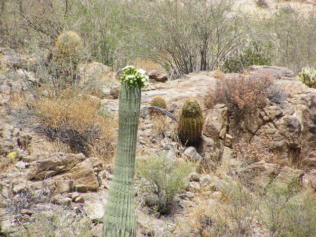 Canyon Lake, AZ