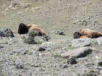 Bison - Yellowstone NP