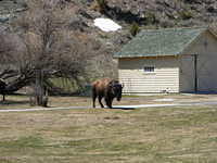 Bison - Yellowstone NP