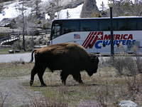 Bison - Yellowstone NP