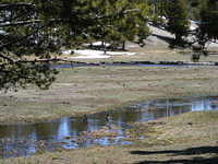 Yellowstone NP