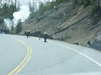 Afternoon walk - Yellowstone NP