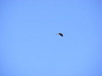 Bald Eagle - Yellowstone NP