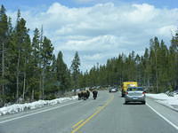 Afternoon Stroll - Yellowstone NP