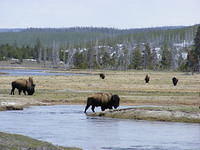 Yellowstone NP