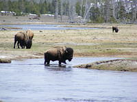 Yellowstone NP