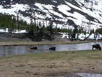 Yellowstone NP