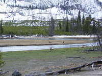 Yellowstone NP