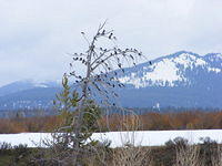 A Tree of Birds - Grand Teton NP