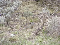 Critter - Grand Teton NP