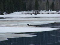 Beavers - Grand Teton NP