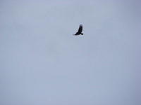 Eagle - Grand Teton NP