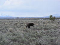 Grazing Moose - Grand Teton NP