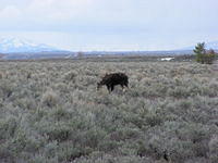 Grazing Moose - Grand Teton NP