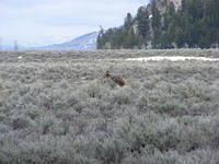 Grazing Moose - Grand Teton NP