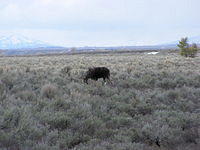 Grazing Moose - Grand Teton NP