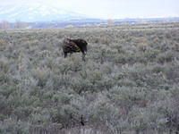 Grazing Moose - Grand Teton NP