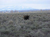 Grazing Moose - Grand Teton NP