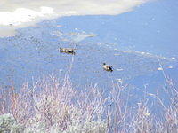 Ducks - Grand Teton NP