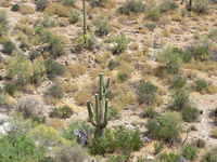 Saguaro - Superstition Mountains