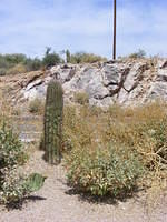 Cactus - Superstition Mountains