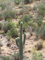 Saguaro - Superstition Mountains