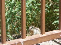 Critter -  Canyon Lake, AZ