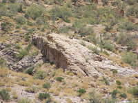 Big Horn Sheep -  Canyon Lake, AZ