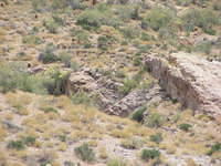 Big Horn sheep -  Canyon Lake, AZ