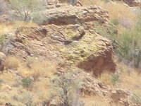 Big Horn Sheep -  Canyon Lake, AZ