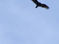 Turkey Vulture -  Canyon Lake, AZ