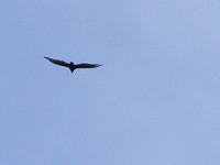 Turkey Vulture -  Canyon Lake, AZ